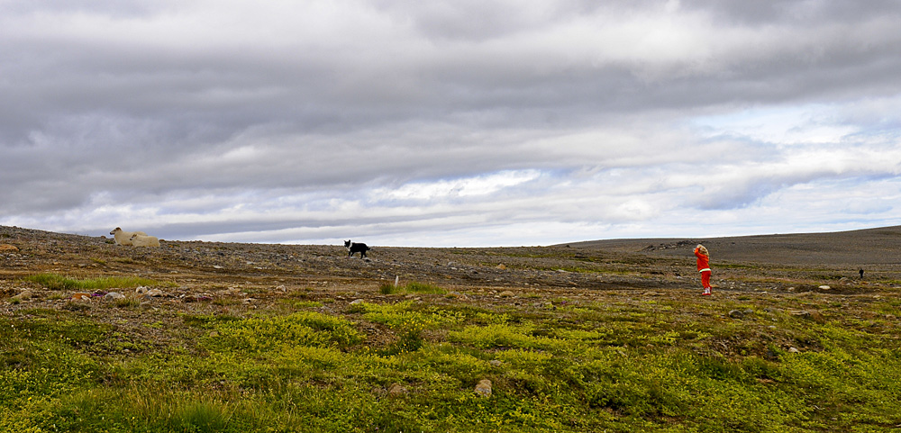 ABC_5058.jpg - Hveravellir - Autour du camping, comme partout, les moutons s'�battent en libert�.