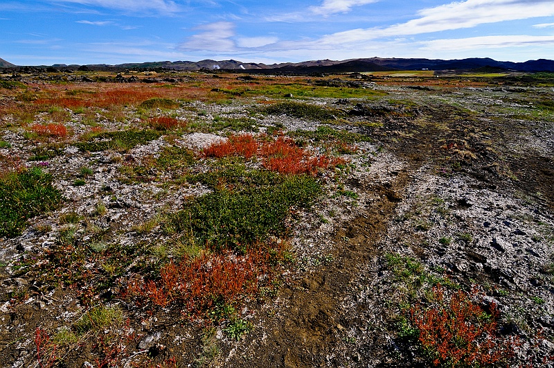 ABC_5153.jpg - La zone de cendres autour du Hverfell. Quelques plantes arrivent � pousser sur la cendre.