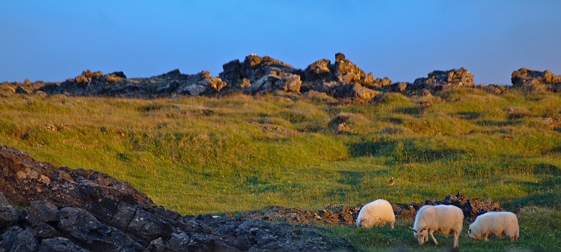 ABC_4959.jpg - Certaines races comme le mouton d'Islande produisent une laine chaude et soyeuse d'une grande qualit�. Les moutons islandais restent dehors tout l?hiver et subviennent eux-m�mes � leur nourriture.