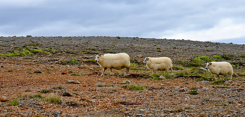 ABC_5059.jpg - Certaines races comme le mouton d'Islande produisent une laine chaude et soyeuse d'une grande qualit. Les moutons islandais restent dehors tout l?hiver et subviennent eux-mmes  leur nourriture.