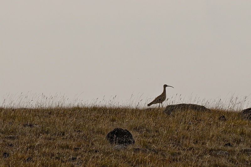 ABC_5477.jpg - Le courlis cendr� (Ordre : Charadriiformes - Famille : Scolopacidae - Numenius arquata)