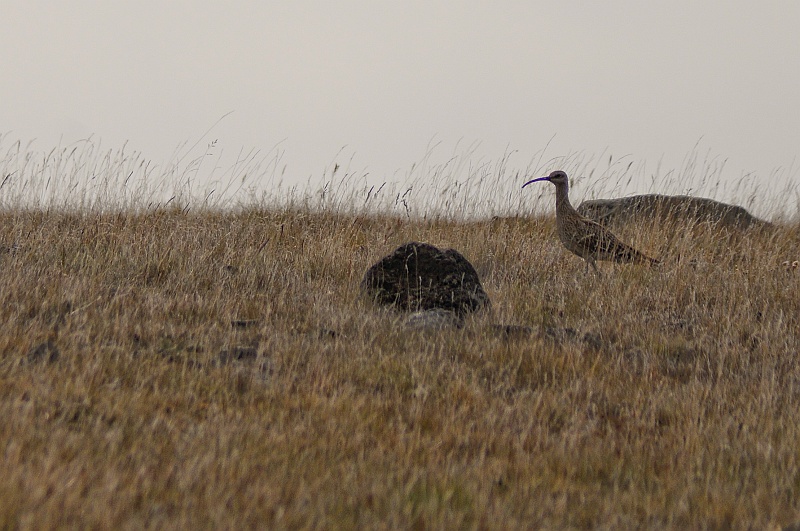 ABC_5482.jpg - Le courlis cendr� (Ordre : Charadriiformes - Famille : Scolopacidae - Numenius arquata)