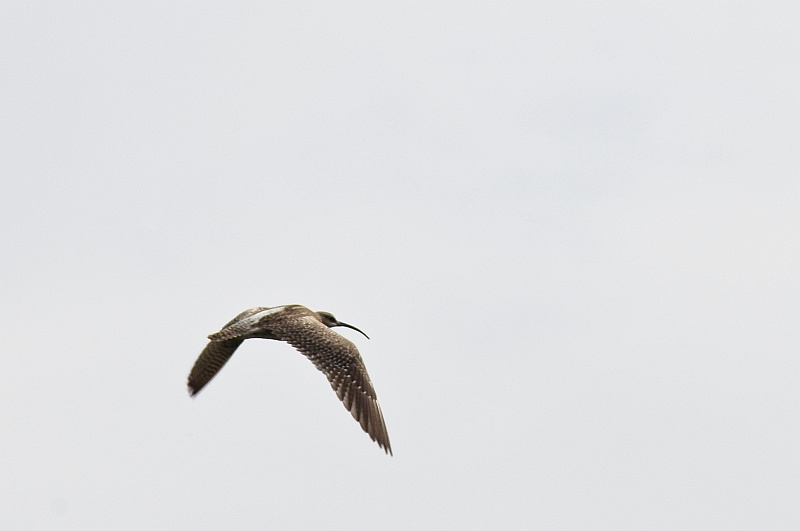ABC_5496.jpg - Le courlis cendr� (Ordre : Charadriiformes - Famille : Scolopacidae - Numenius arquata)