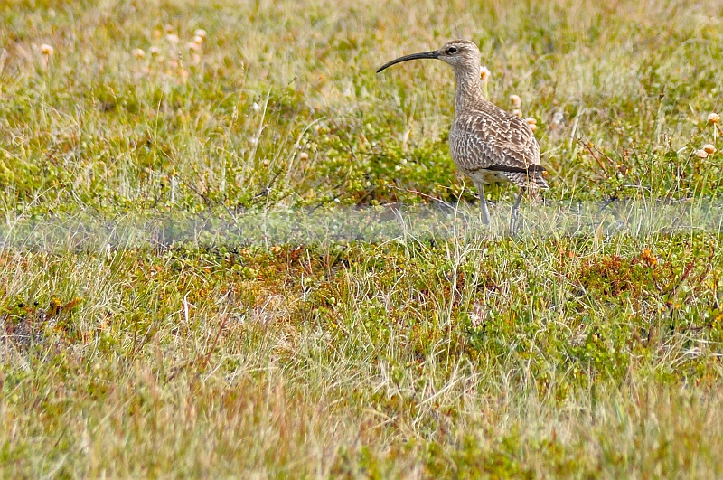 ABC_5502.jpg - Le courlis cendr� (Ordre : Charadriiformes - Famille : Scolopacidae - Numenius arquata)