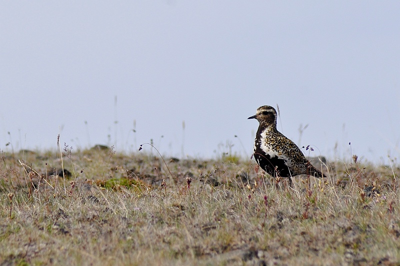 ABC_5518.jpg - Le pluvier dor� (Ordre : Charadriiformes - Famille : Charadriid�s - Pluvialis apricaria)