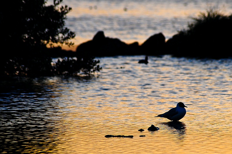 ABC_5521.jpg - La mouette du lac de Myvatn