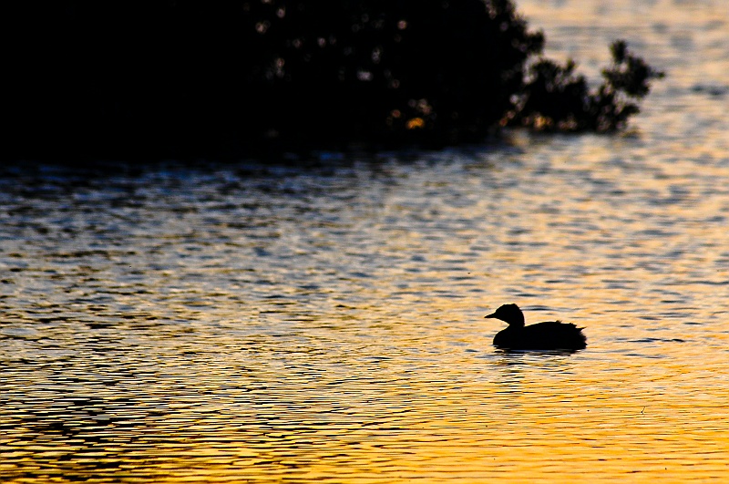 ABC_5522.jpg - Un des nombreux canards du lac de Myvatn