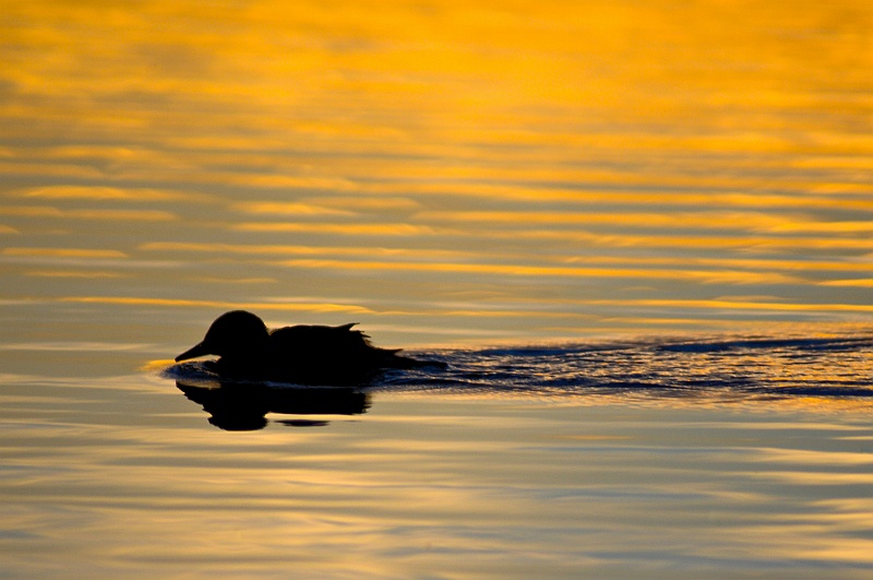 ABC_5563.jpg - Un des nombreux canards du lac de Myvatn