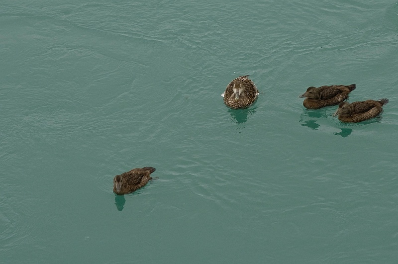 ABC_6300.jpg - Une famille de grands canards non identifi�s. Si quelqu'un les reconnait, fa�tes moi signe !