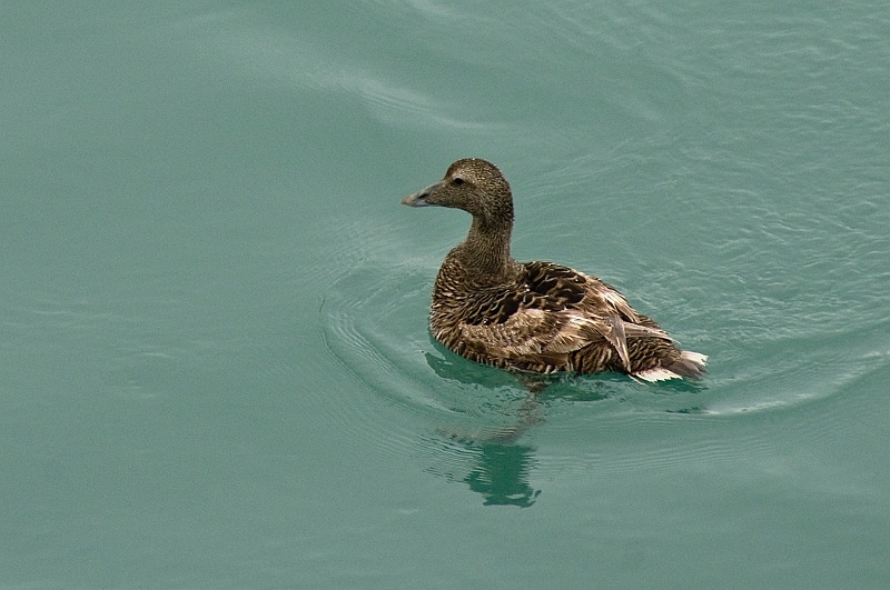 ABC_6373.jpg - Une famille de grands canards non identifis. Si quelqu'un les reconnait, fates moi signe !