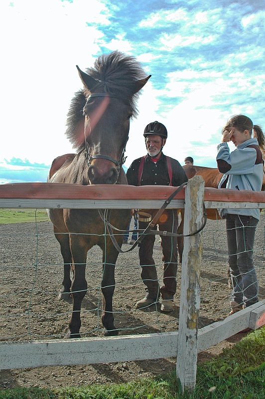 DSC_9296.jpg - Le cheval islandais est lev en race pure depuis plus de mille ans, les frontires de l'Islande ayant t fermes  toute importation de chevaux en l'an 930, soit moins d'un sicle aprs le dbut de la colonisation de l'le (chevaux d'origine nordique, probablement apparents au Fjord actuel et au Tarpan, ainsi que poneys des les britanniques venus avec les prisonniers de guerre).