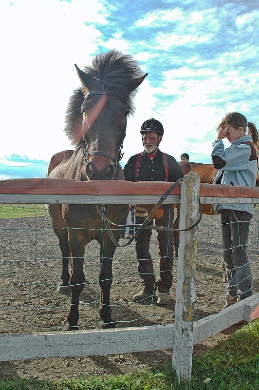 DSC_9296.jpg - Le cheval islandais est �lev� en race pure depuis plus de mille ans, les fronti�res de l'Islande ayant �t� ferm�es � toute importation de chevaux en l'an 930, soit moins d'un si�cle apr�s le d�but de la colonisation de l'�le (chevaux d'origine nordique, probablement apparent�s au Fjord actuel et au Tarpan, ainsi que poneys des �les britanniques venus avec les prisonniers de guerre).