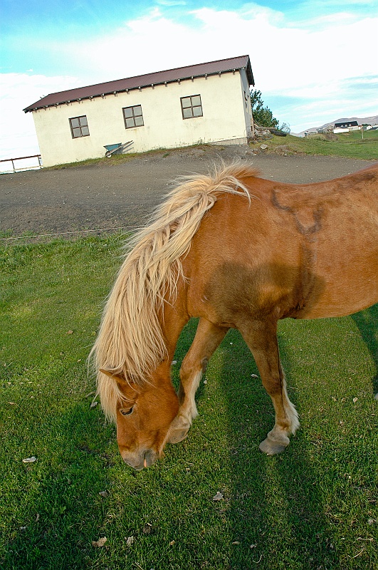 DSC_9316.jpg - En Islande, le cheval islandais est utilis� depuis plus de mille ans pour le transport : en effet, bien que petit, il porte sans probl�me un adulte sur de tr�s longues distances : sur cette �le aux terrainx escarp�s o� le passage de roue �tait exclu jusqu'au XXe si�cle environ, il servait � transporter les habitants, relier les villes entre elles, de mani�re rapide et efficace.