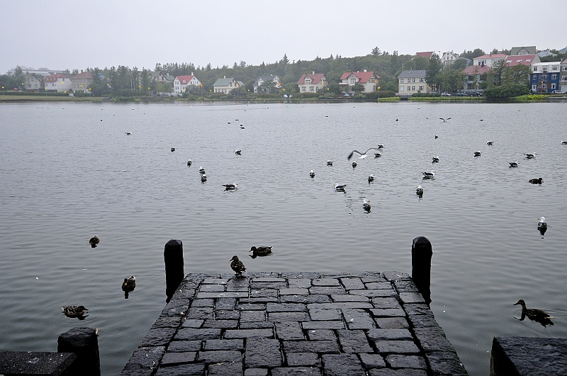 ABC_4686.jpg - Reykjavk - Le lac Tjrnin qui compte une quarantaine d'espces d'oiseaux.