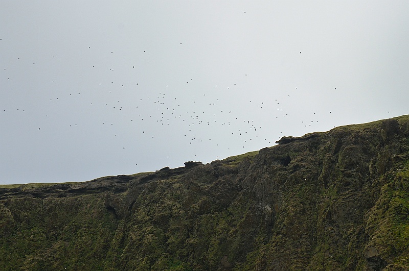 ABC_6433.jpg - Les colonies d'oiseaux qui habitent les falaises de Reynisfjall.
