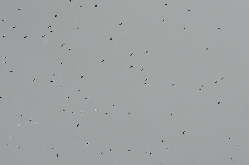 ABC_6436.jpg - Un ciel constell d'oiseaux en plein vol.