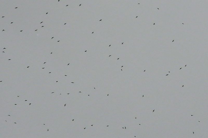 ABC_6436.jpg - Un ciel constell� d'oiseaux en plein vol.