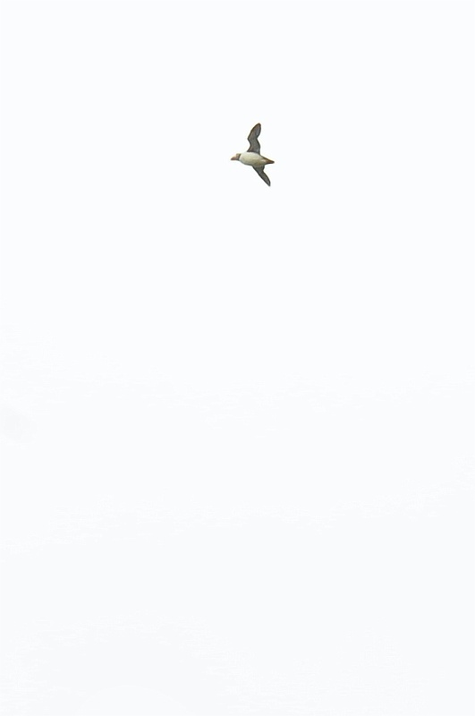 ABC_6453.jpg - Un macareux en vol.